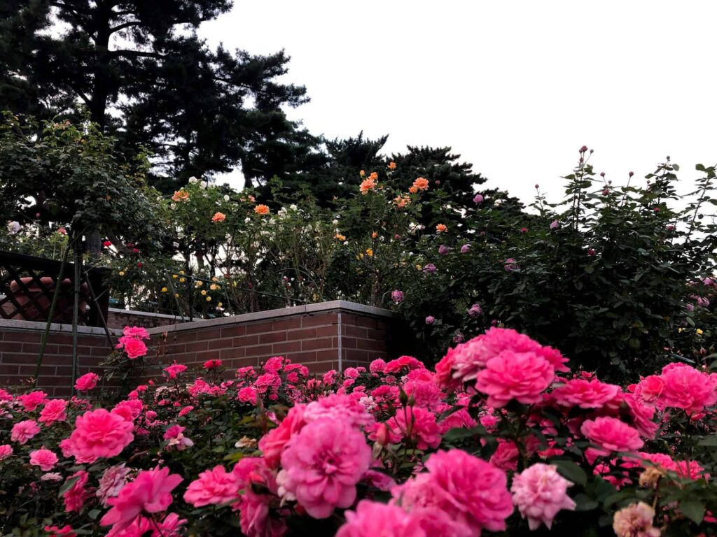 pink flowers that is make a unique garden decor