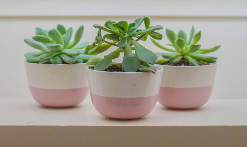 Three pink and white pots containing various succulents, showcasing a vibrant and decorative arrangement of Succulents plants.
