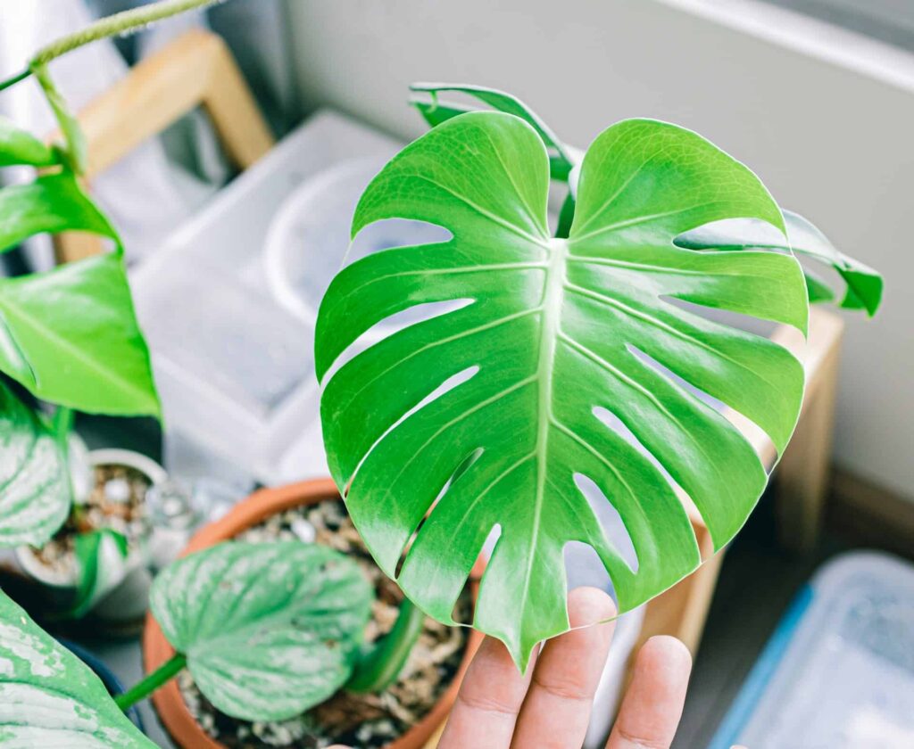 An individual presents a large green leaf in front of a flourishing potted plant, highlighting the essence of nature.