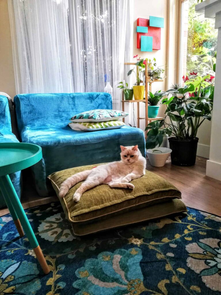 A cat resting on a blue cushion in a living room, showcasing layer textures for depth in the cozy environment.