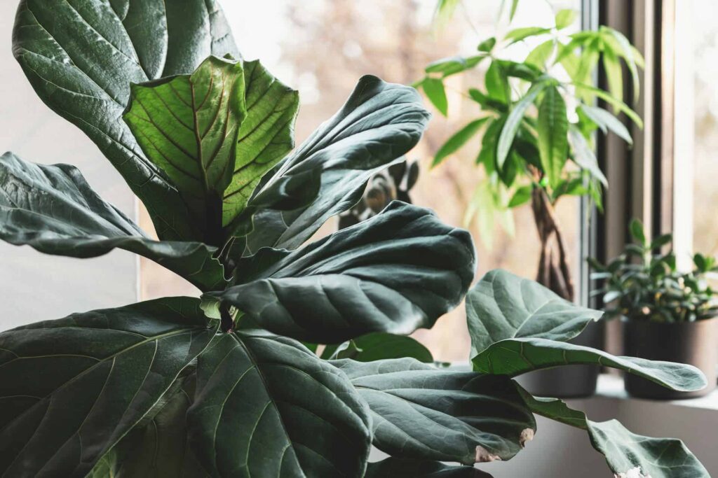 A sizable indoor plant placed before a window, basking in sunlight and enhancing the room's ambiance.
